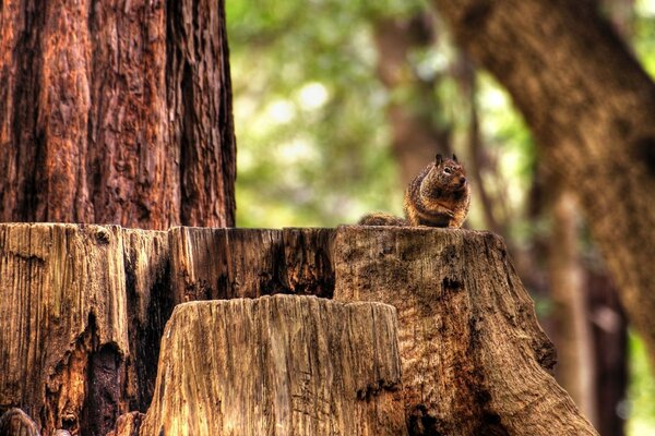 A chipmunk sitting on a stump in the forest