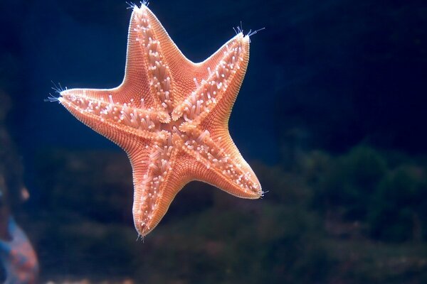 Pink starfish on the background of the seabed