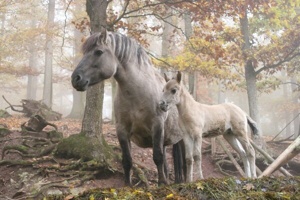 A horse with a foal in the autumn forest