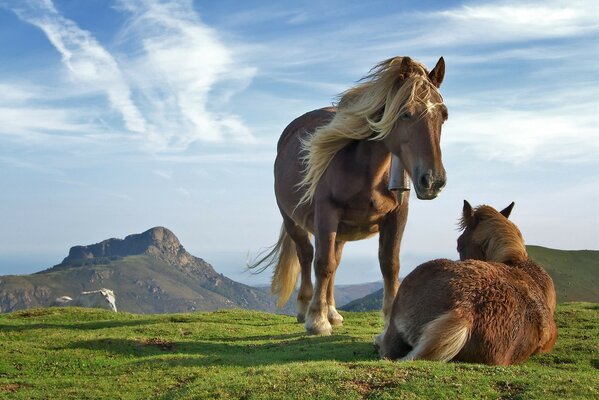 Chevaux sur fond de belles montagnes