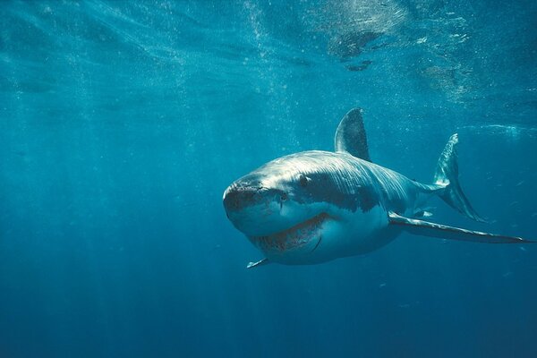 Un requin a navigué à travers le bleu de l océan