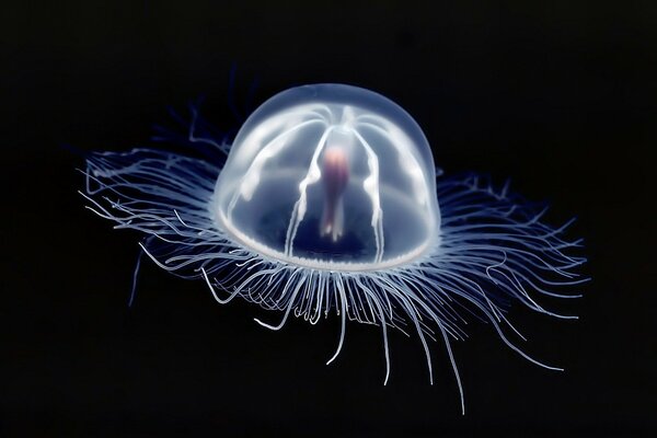 Jellyfish hovers on a black background