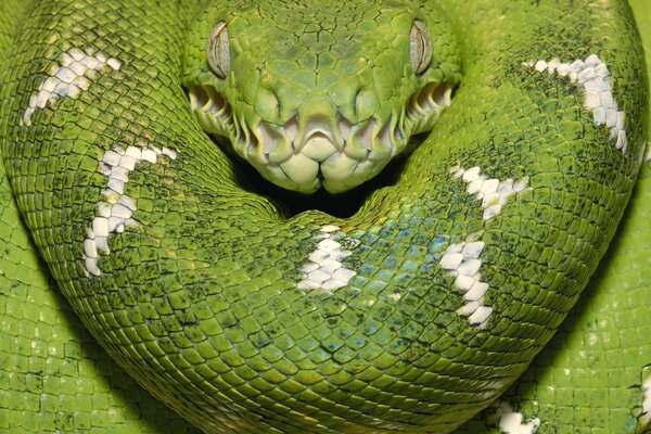 Green snake scales woody boa