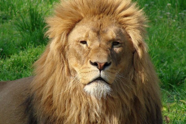 Der König der Tiere ist ein Löwe mit einer Mähne