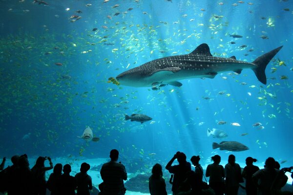 Fischschwarm hinter dem Glas des Aquariums