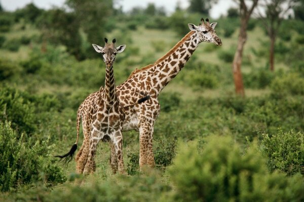 Girafes en Safari sur beau fond vert