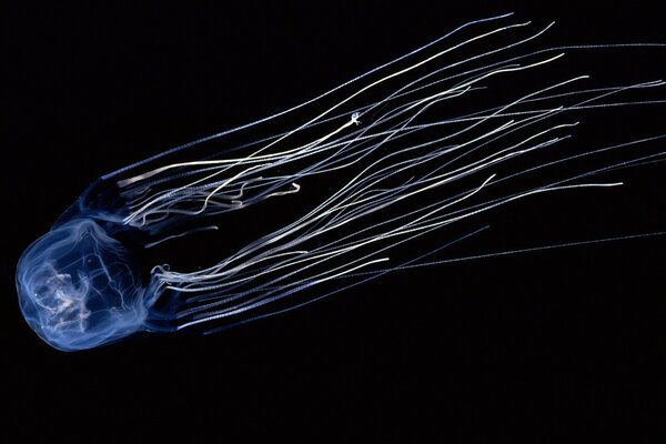 Jellyfish swims on a black background