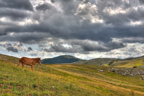 Collines sur lesquelles se dresse un cheval