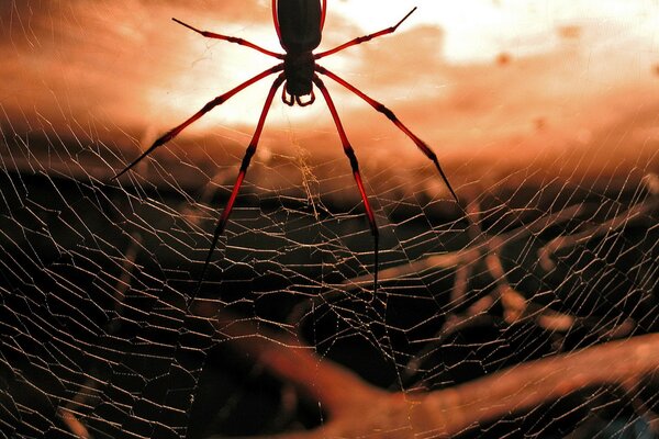 Spinne, die an einem Ast im Spinnennetz hängt
