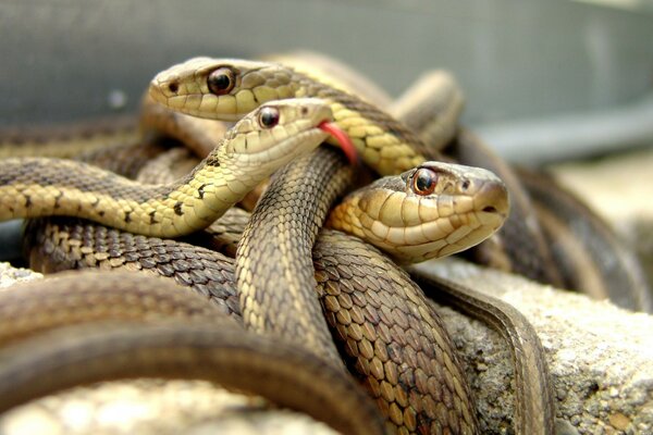 Plusieurs serpents de différentes tailles, enroulés dans un enchevêtrement