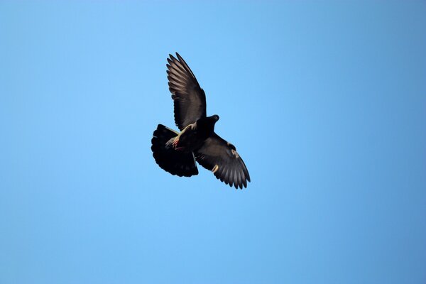 Pigeon avec des ailes déployées dans le ciel bleu