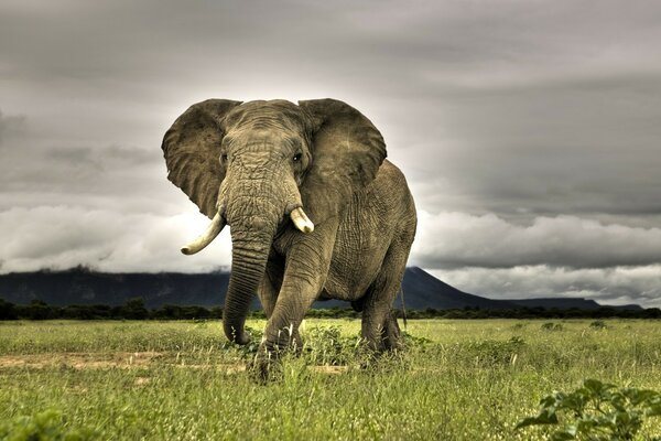 Photo of an elephant in the grass against the sky