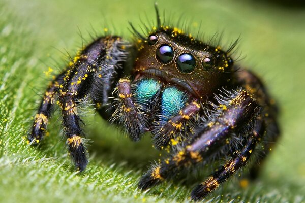 Eine augenförmige Spinne auf einem grünen Blatt