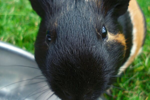 Guinea pig looks at the camera