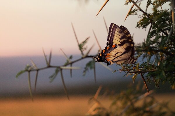 Una mariposa se sienta en una rama delgada de un árbol