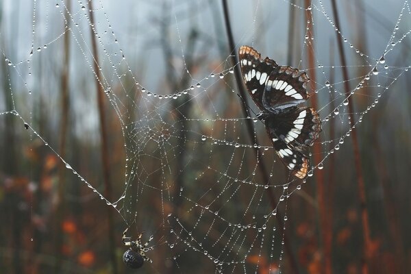 A butterfly in the nets of a spider in the forest