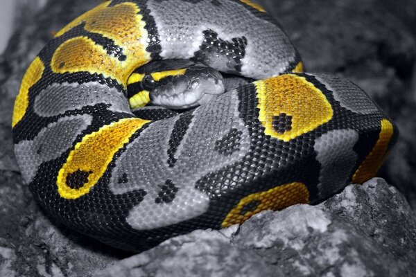 Serpiente con manchas amarillas tumbada en las rocas