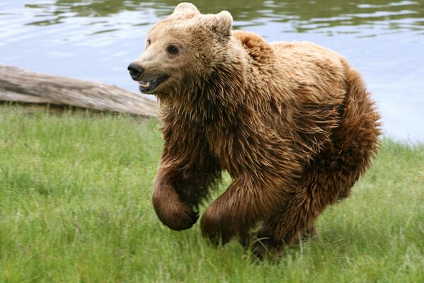 Lindo oso de peluche en la orilla del río