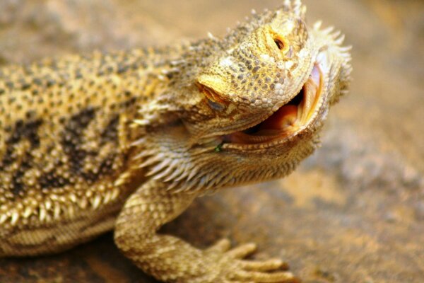 Bearded golden lizard agama