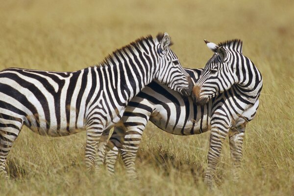 Striped zebras in a grassy field