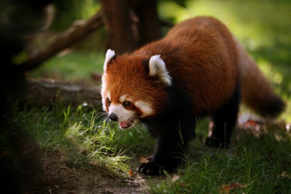 Красная панда, идущая по траве на фоне лесного пейзажа