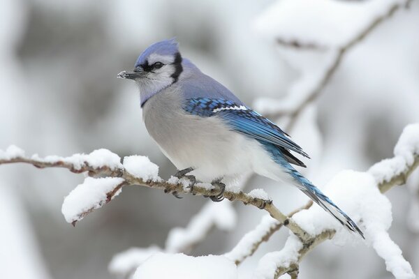 A bird with beautiful plumage sits on a branch in winter