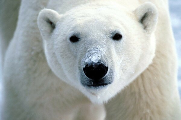 Lindo hocico de oso polar