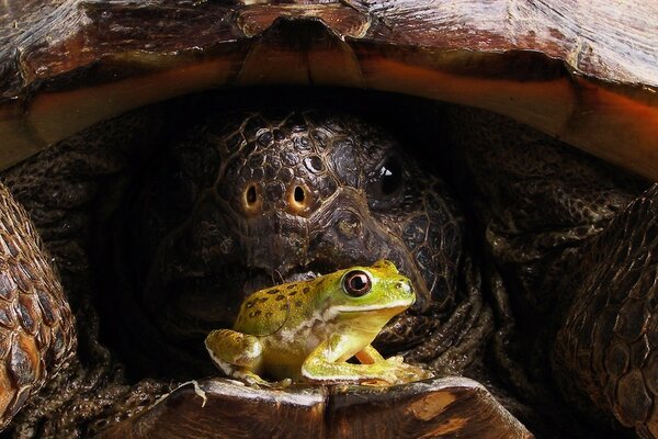 A large turtle in a shell looks at a toad