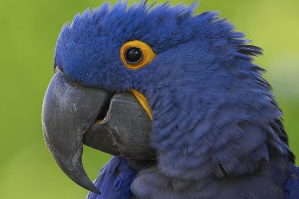 Big-billed parrot of blue color