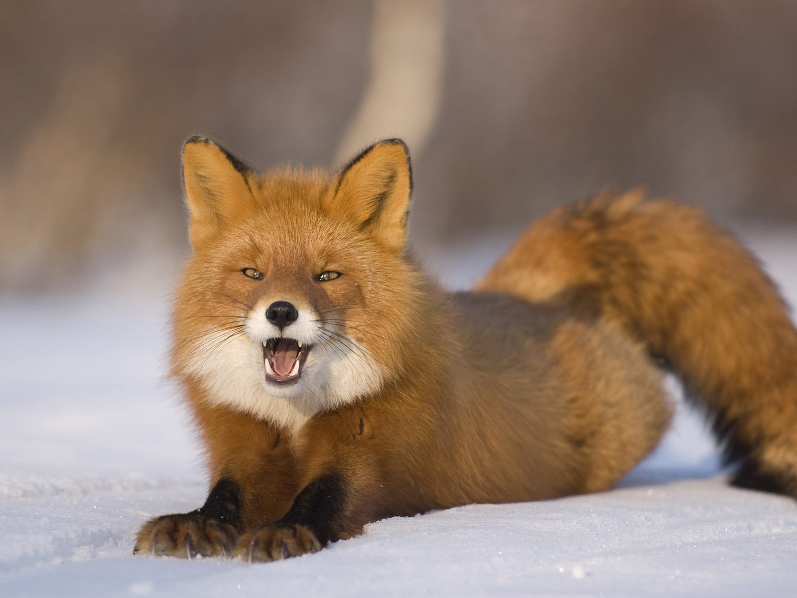 renard neige hiver vue rusé prédateur