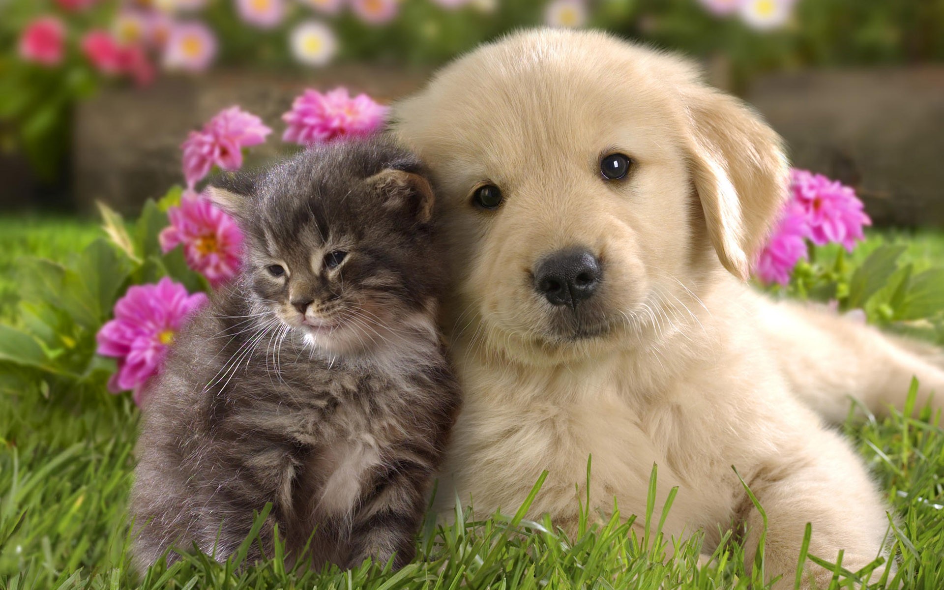 puppy kitten couple kids background grass flower