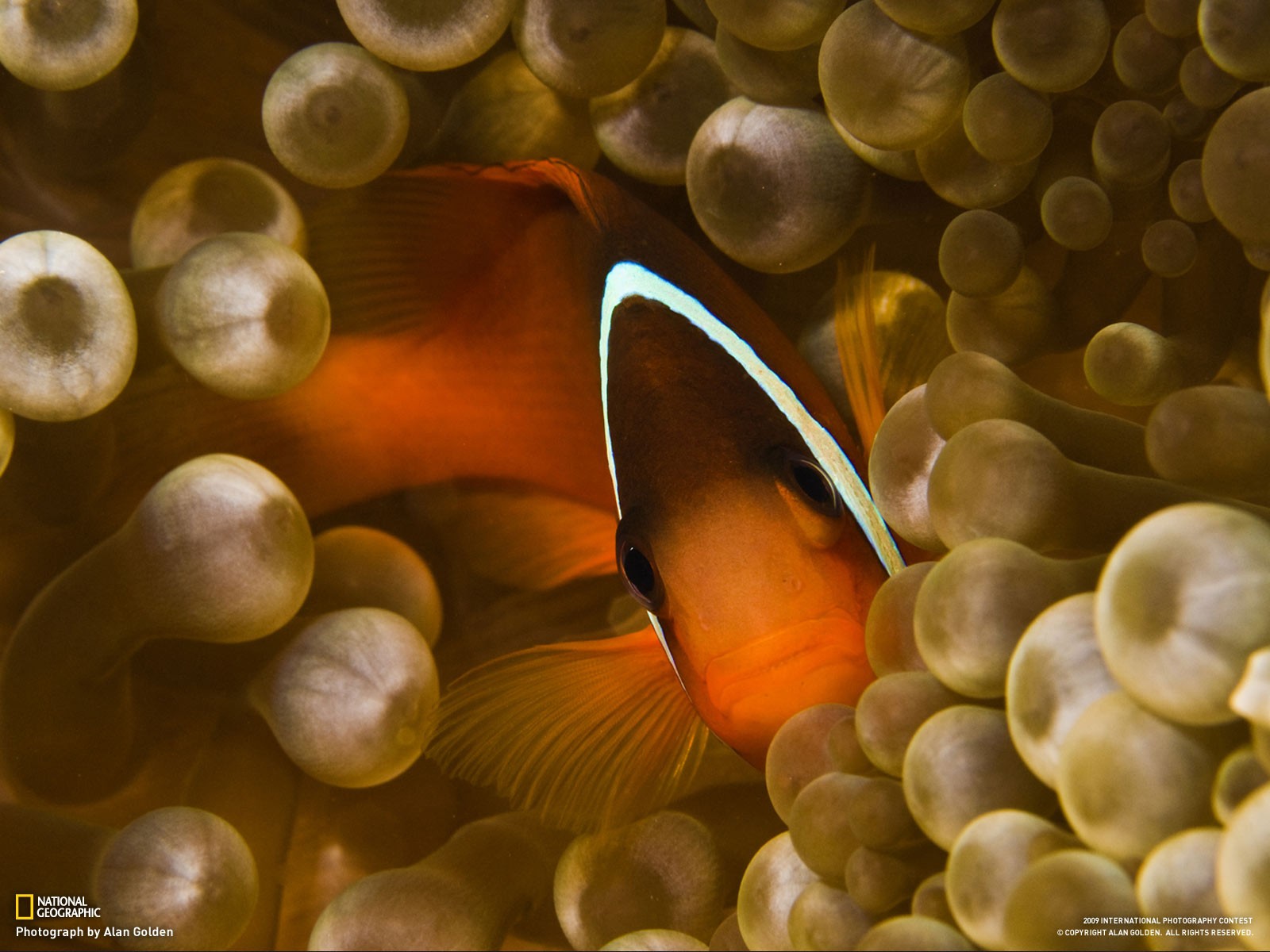 fisch anemone blick