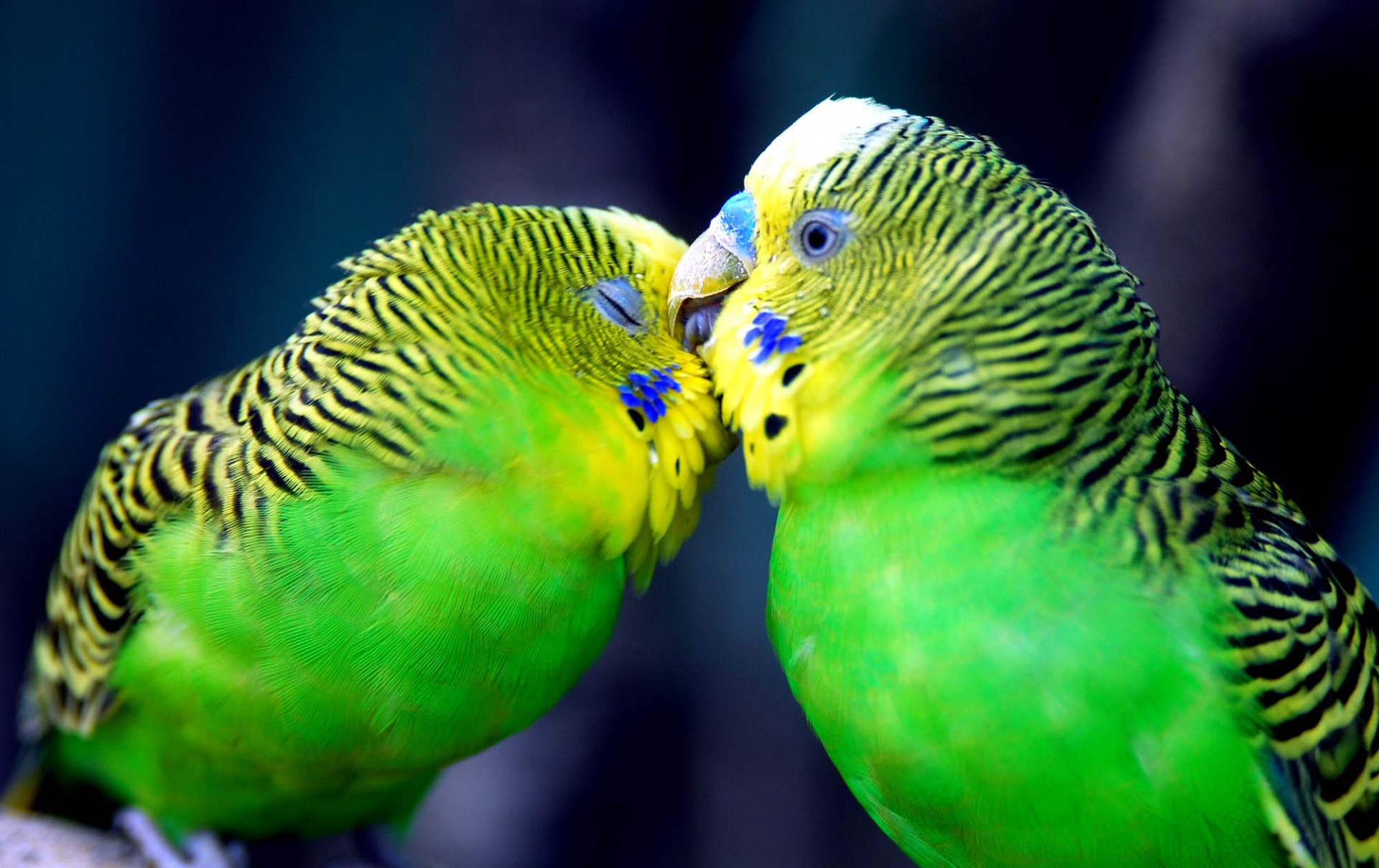 amore tenerezza pappagalli bacio sentimenti