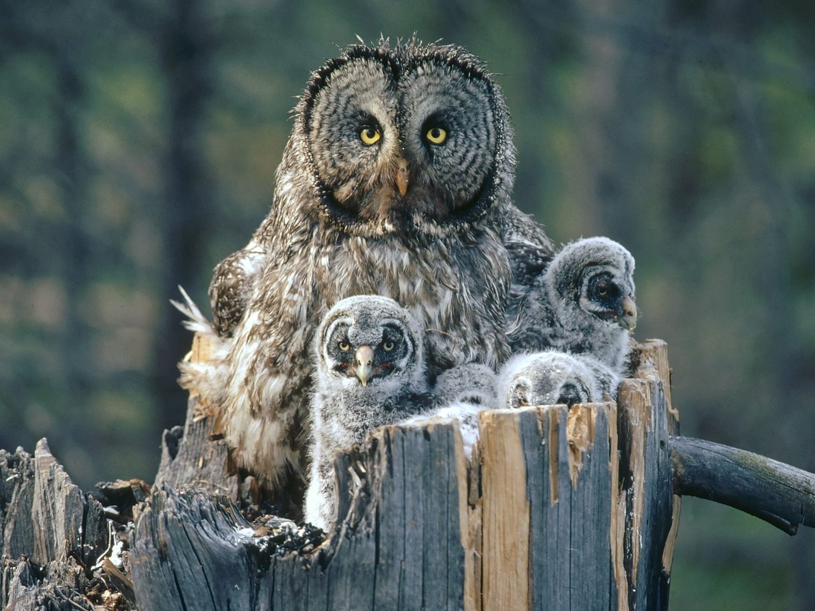 hibou hiboux oiseau