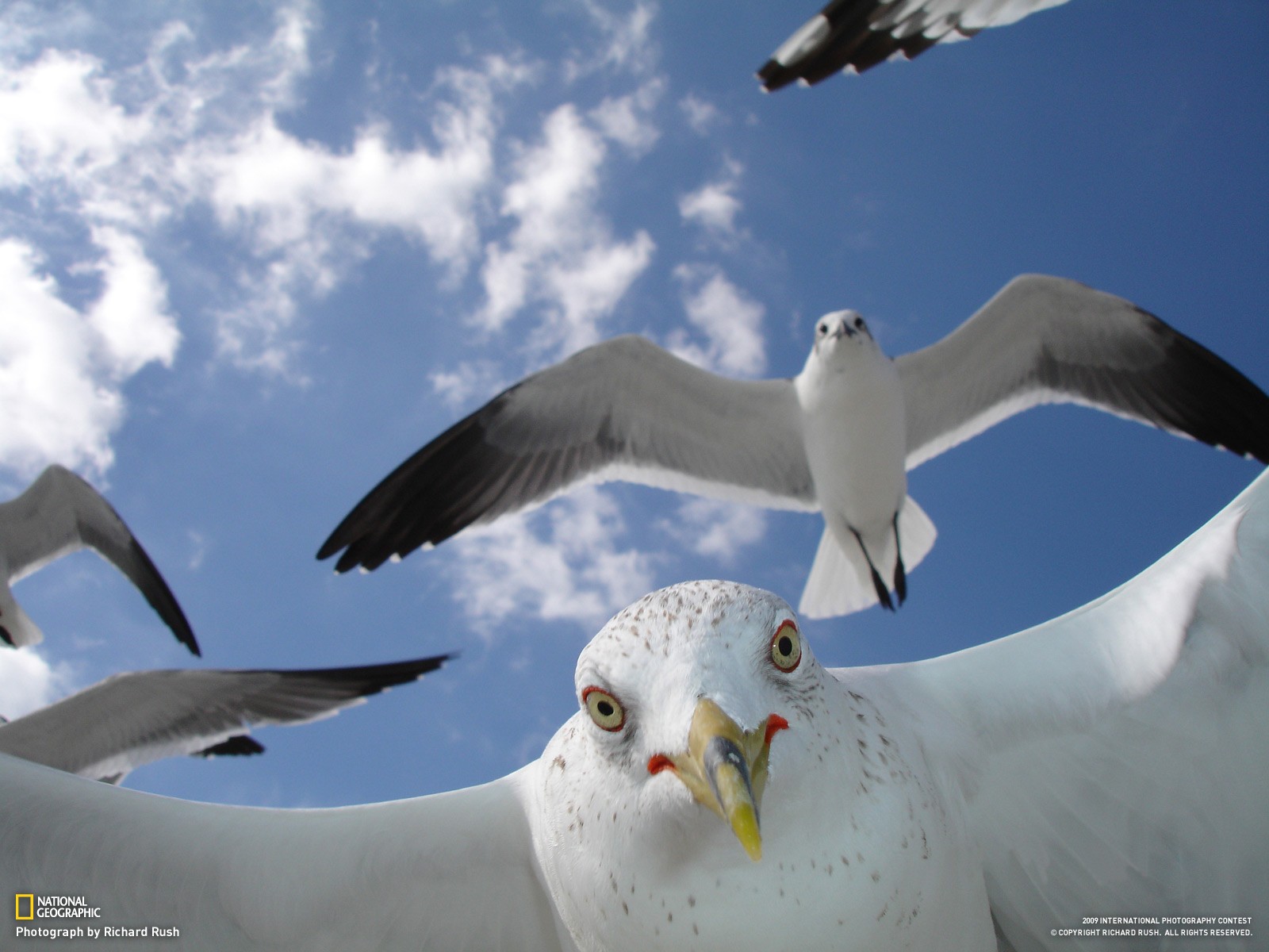 mouettes bec vol