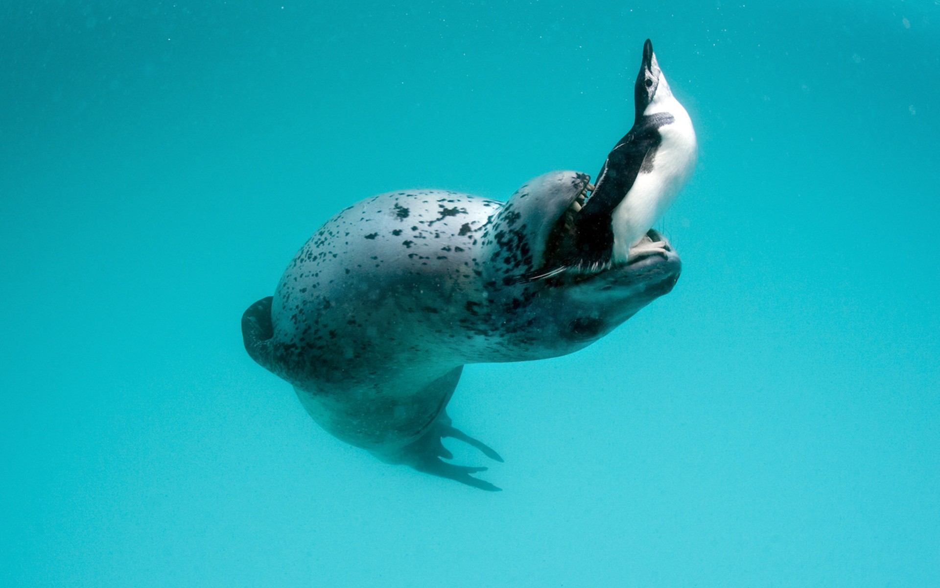 leopardo marino hydrurga leptonyx pingüino península antártica