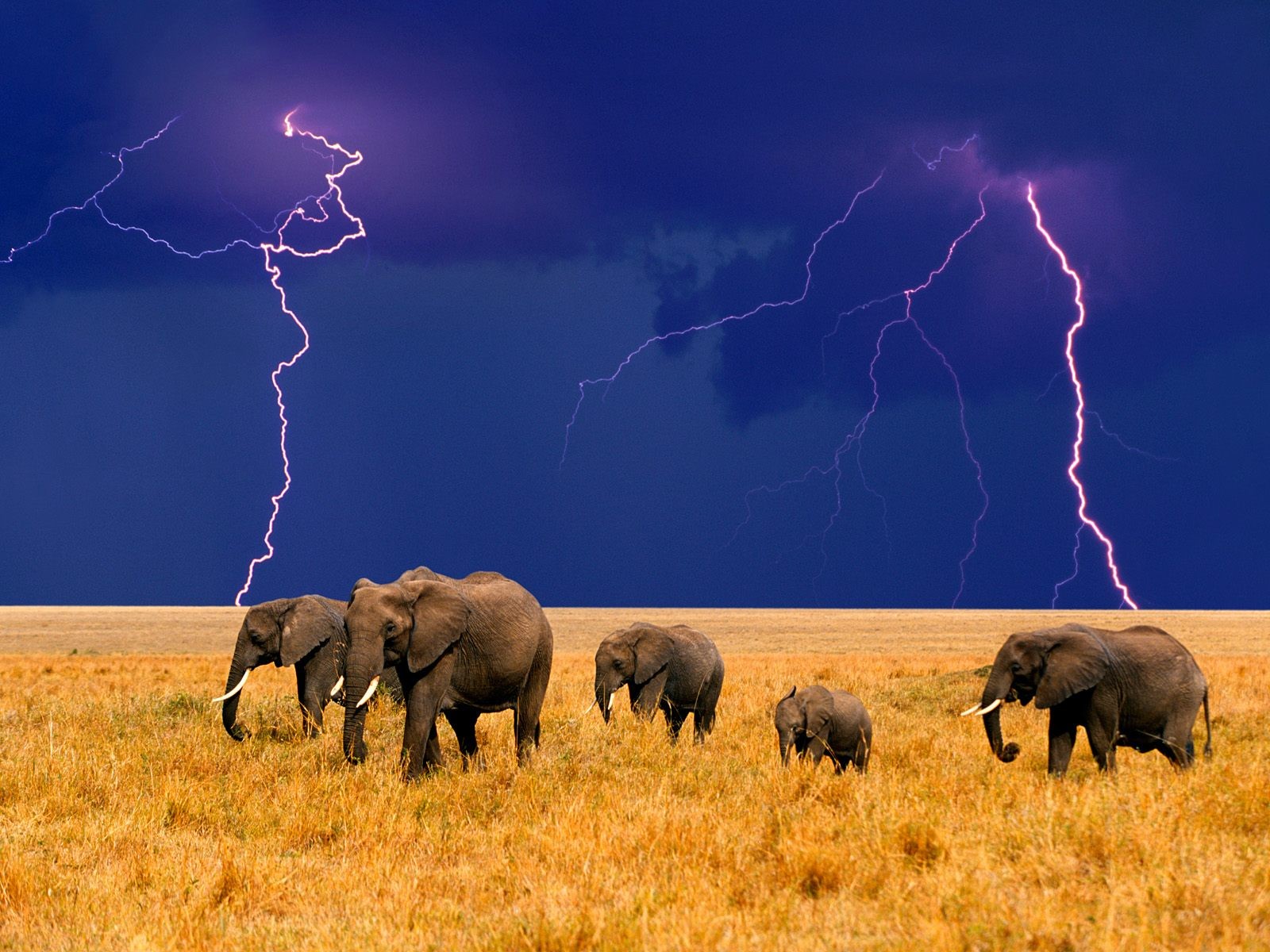 lightning elephants africa