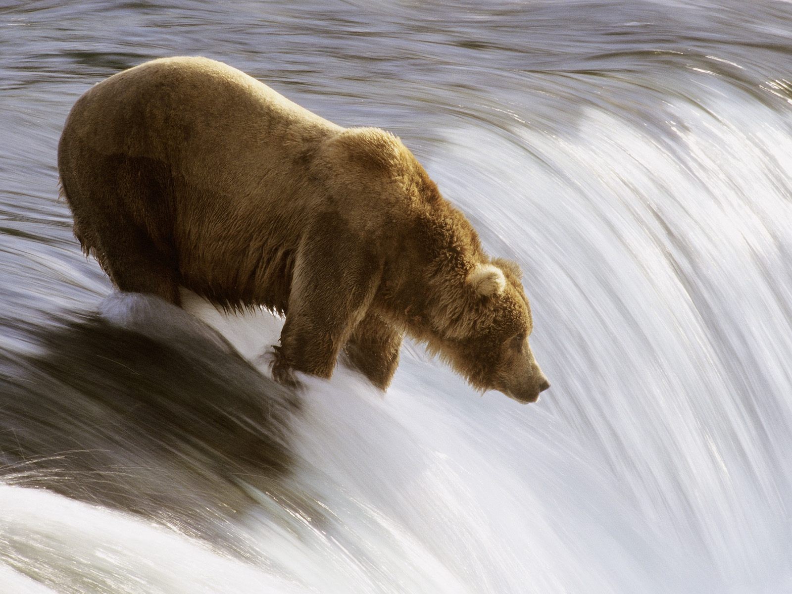 bear fishing river