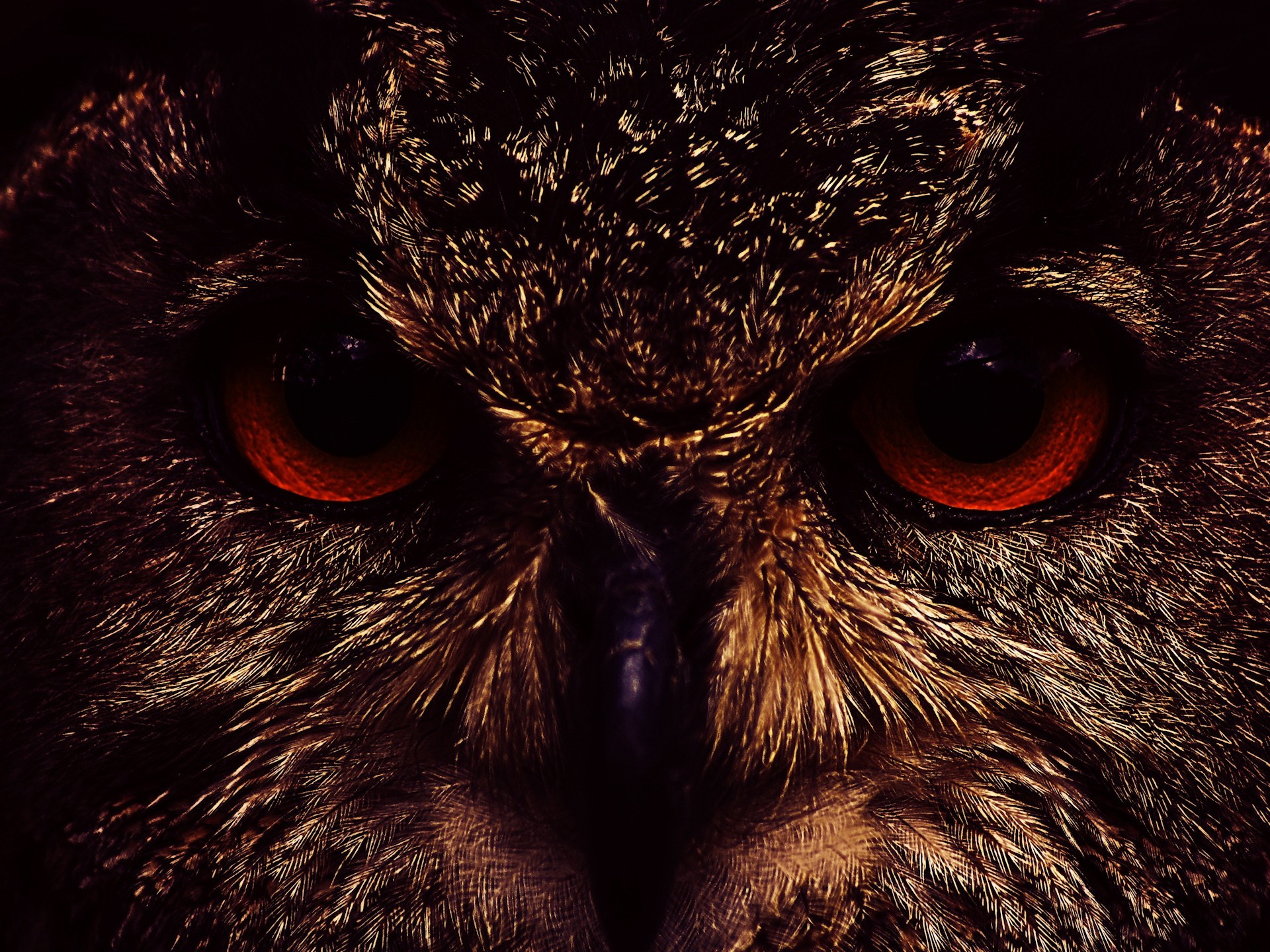 hibou yeux museau