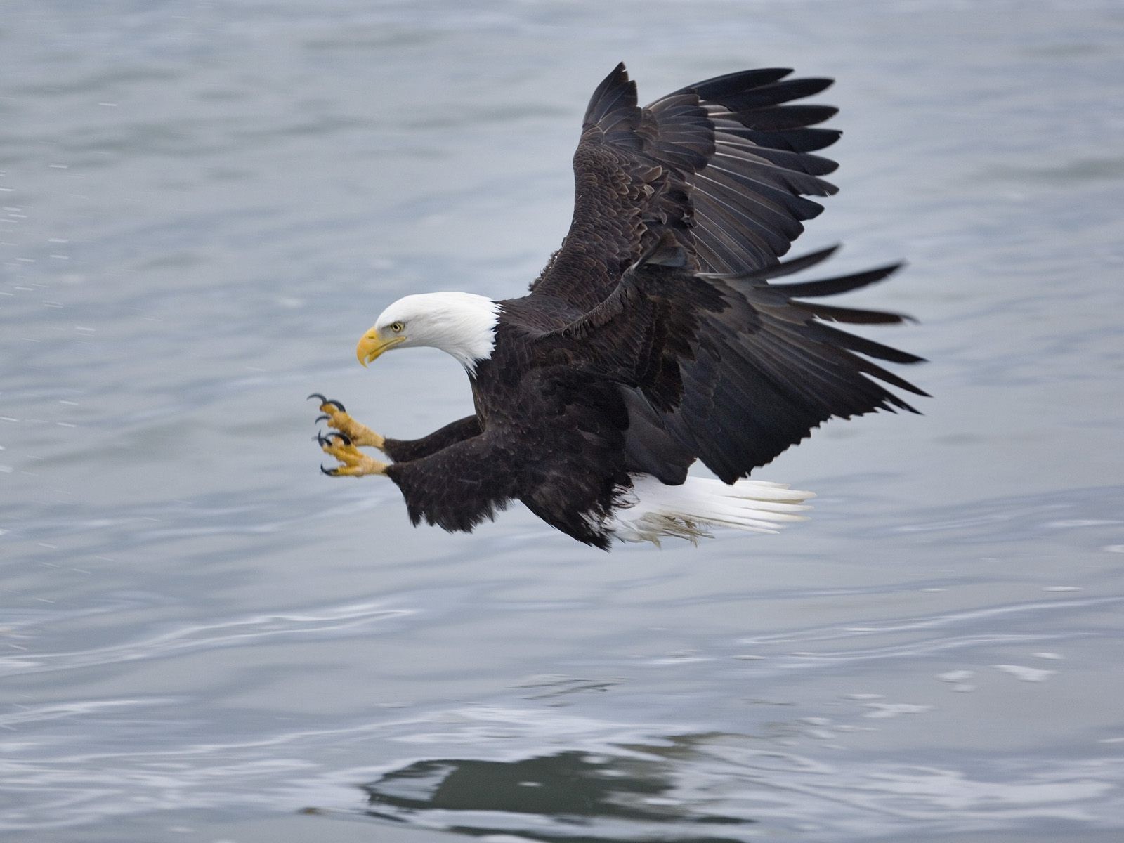 aquila uccelli caccia