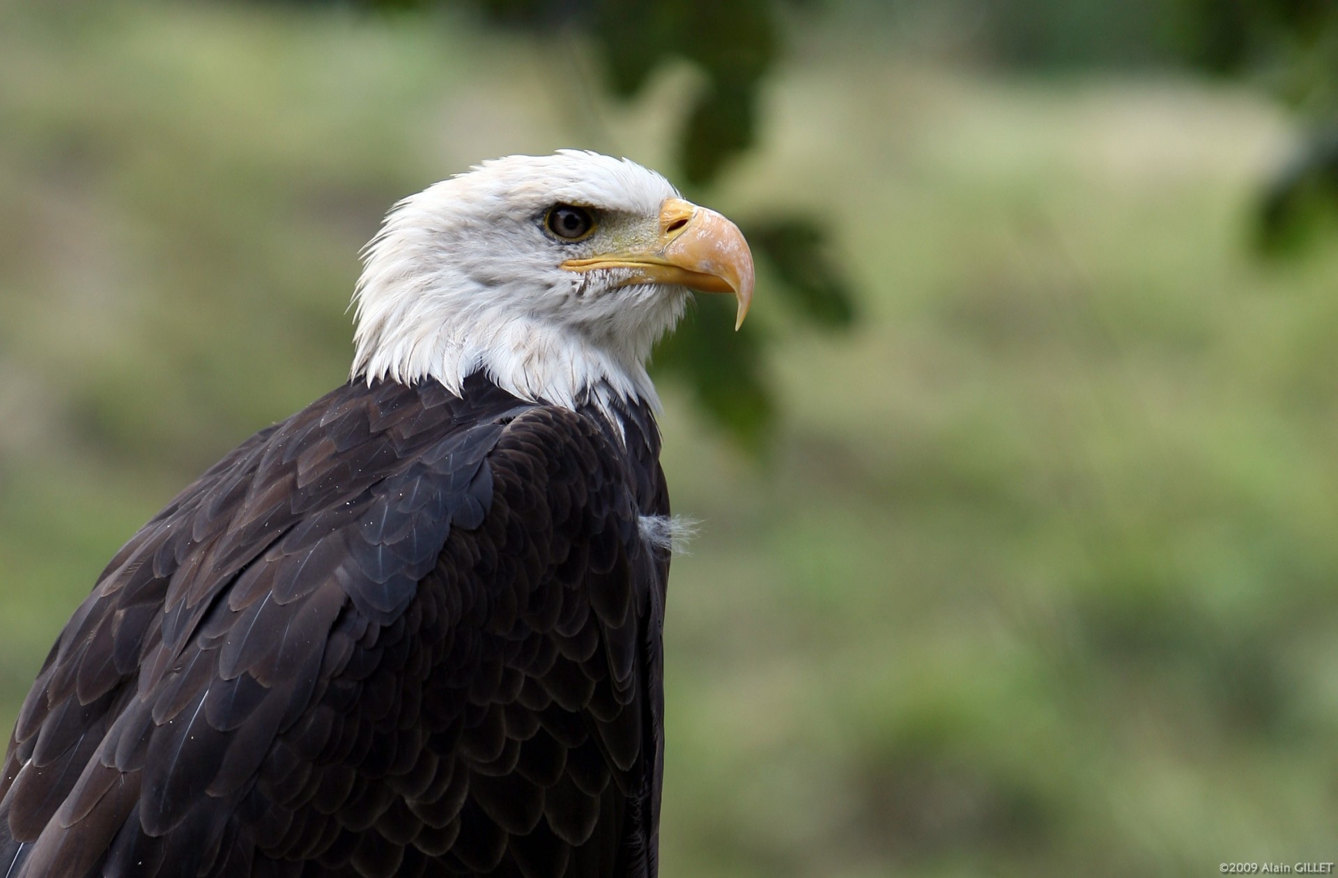 aigle oiseau bec