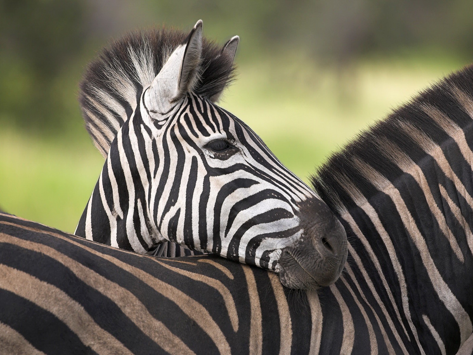 zebras schwarz und weiß blick