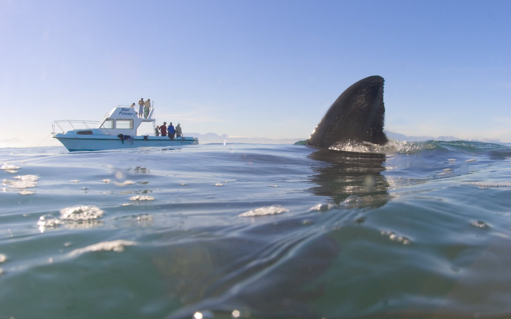 requin nageoire supérieure eau yacht