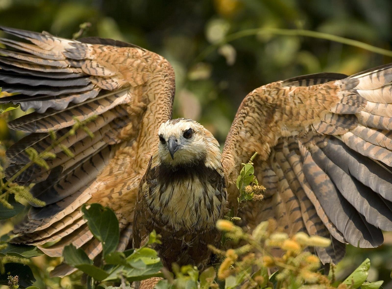 aigle ailes feuilles