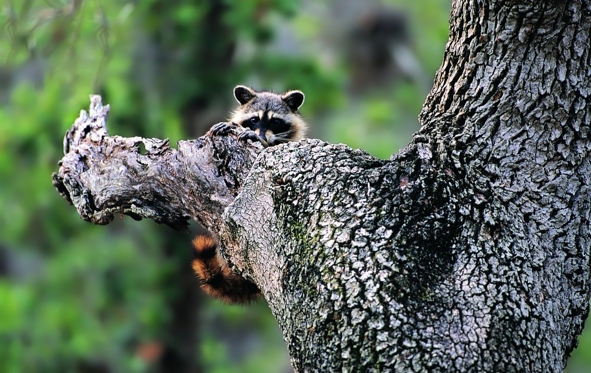 tiere waschbär baum natur grüns