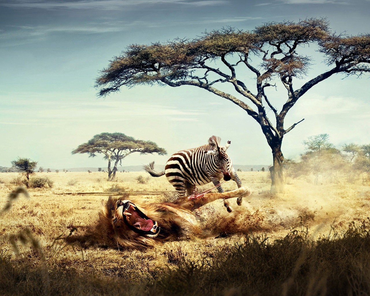 leone zebra africa