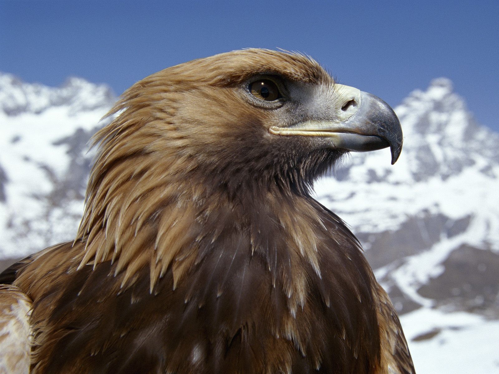 oiseau aigle montagne