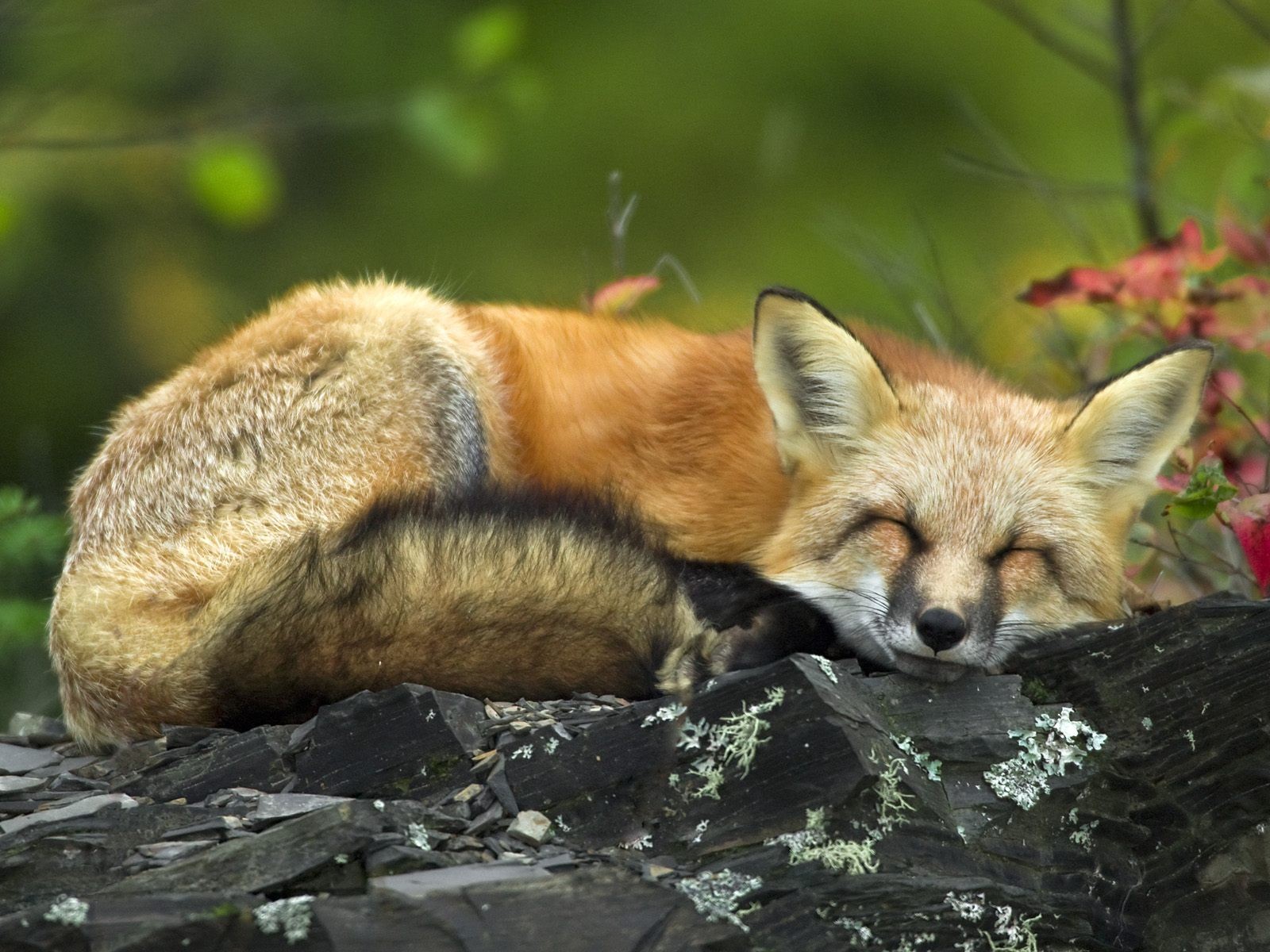 renard forêt été