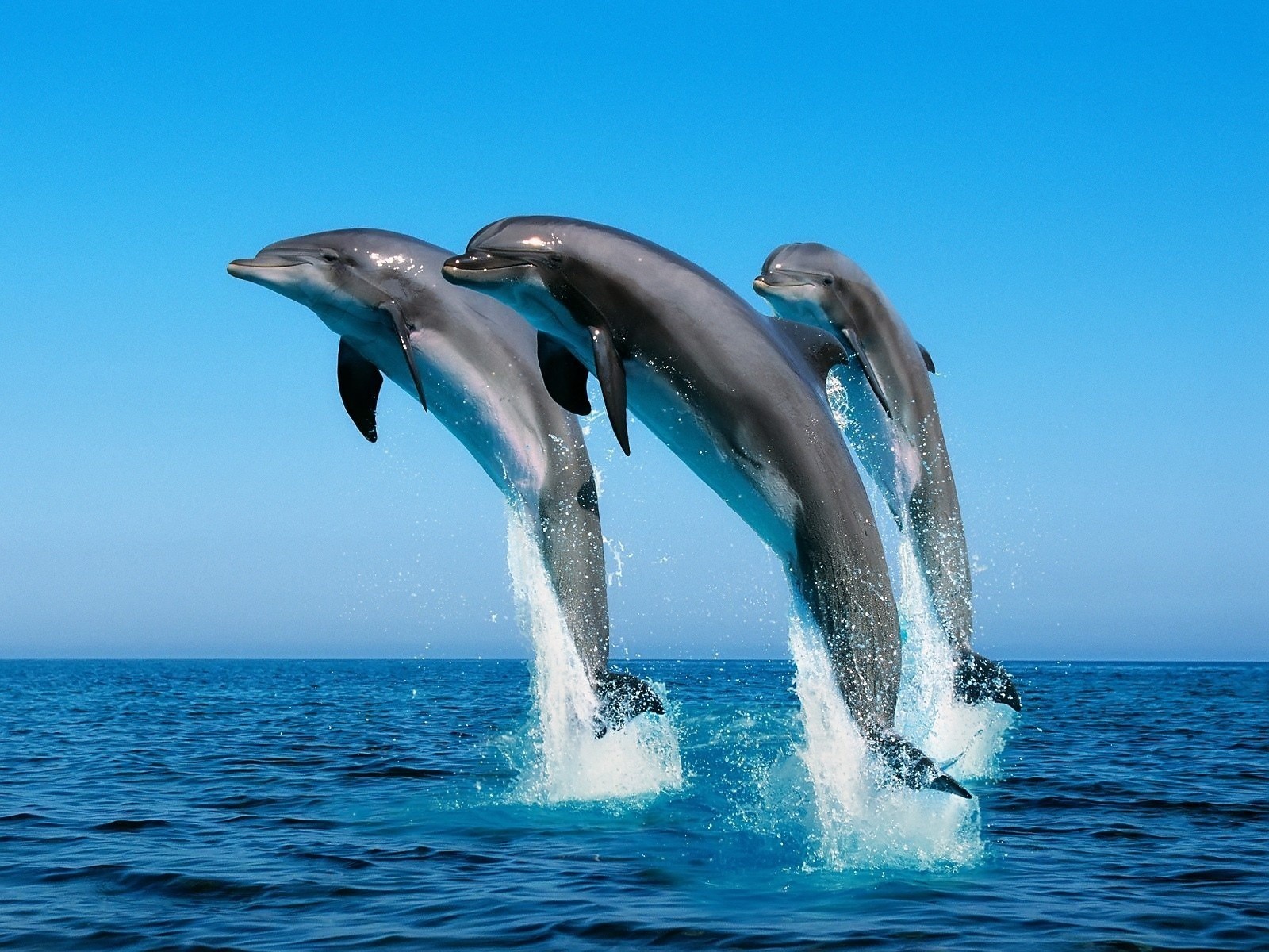 dolphins sea jump