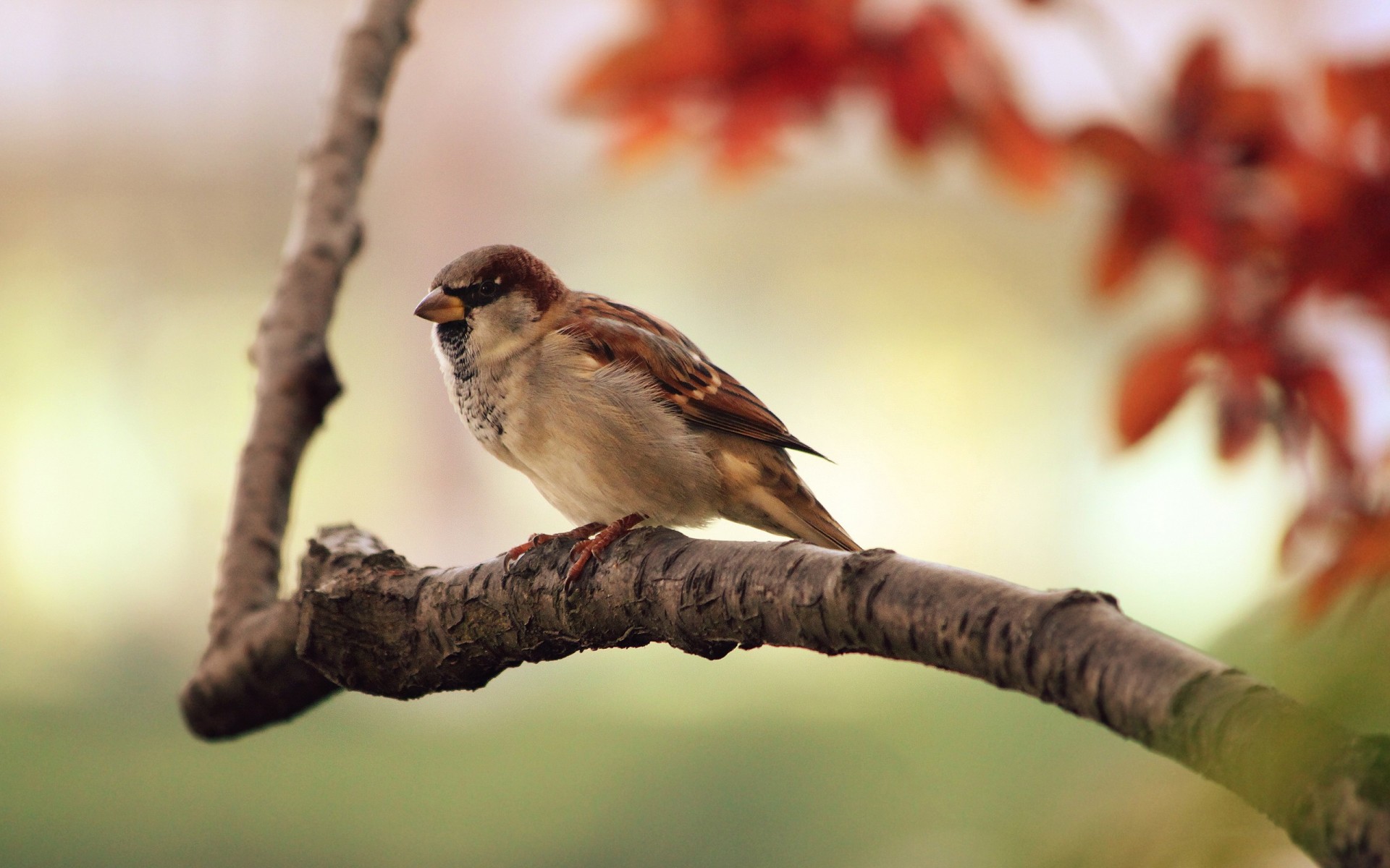 birds sparrow branch